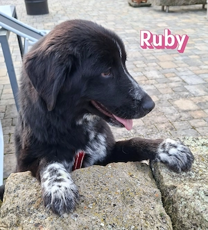 Ruby, 10 25 - wartet in 67454 Haßloch Pfalz auf ihre Menschen Bild 5