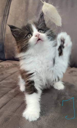 Main Coon Kitten reinrassig. 