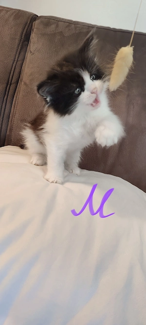 Maine Coon Kitten reinrassig. 