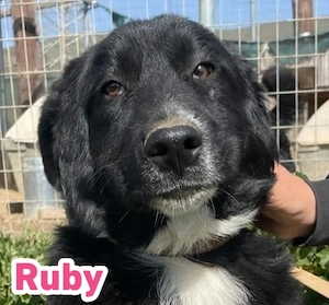 Ruby, 10 25 - wartet in 67454 Haßloch Pfalz auf ihre Menschen Bild 7