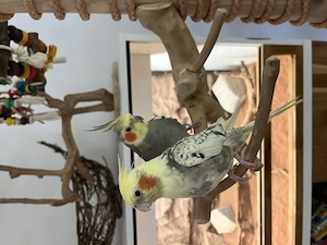 2 Nymphensittich Hähne abzugeben