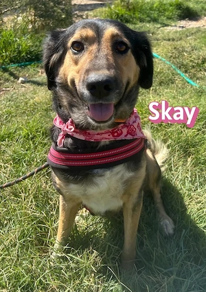 Skay, 08 24 - pure Lebensfreude auf 4 Pfoten