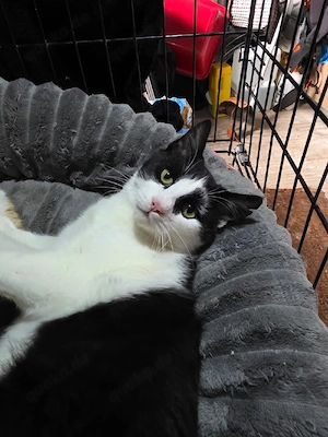 Kitten Katze Kater Tierschutz Bundesweite Vermittlung 