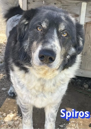 Spiros, 01 23 - liebevolles Bärchen sucht Familie