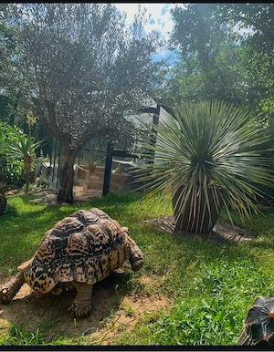 Pantherschildkröte Babys somalia  babcocki 