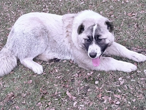 Lea  zucht  Neew. Hauss