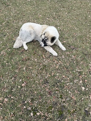 Lea  zucht  Neew. Hauss Bild 2