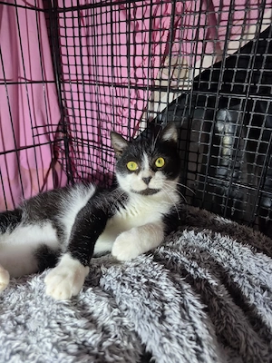 Katze Tierschutz kastriert Bundesweite Vermittlung 