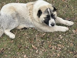 Lea  zucht  Neew. Hauss Bild 3