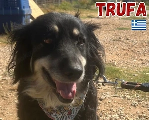 Trufa, 12 23 - schüchternes Mädel sucht sicheren Hafen