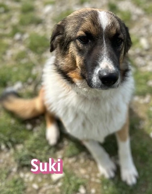 Suki, 05 25 - schüchterne Hündin sucht geduldige Menschen