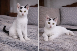 Kitten Katze Tierschutz kastriert Bundesweite Vermittlung 