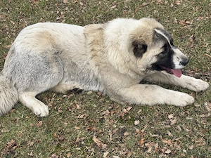 Lea  zucht  Neew. Hauss Bild 4