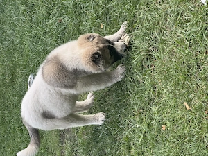 Lea  zucht  Neew. Hauss Bild 5