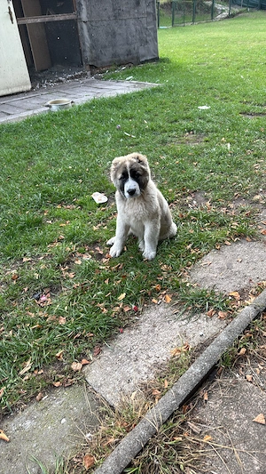 Lea  zucht  Neew. Hauss Bild 6