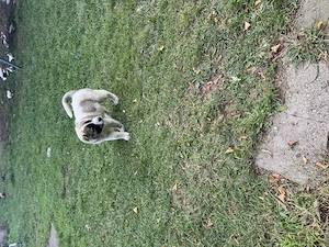 Lea  zucht  Neew. Hauss Bild 8