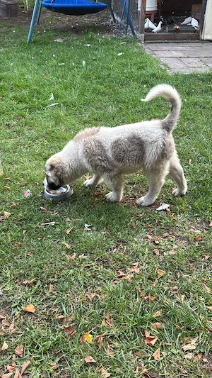 Lea  zucht  Neew. Hauss Bild 7