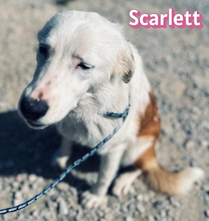 Scarlett, 05 25 - schüchterne Schönheit sucht ihre Menschen