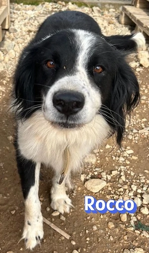 Rocco, 09 24 - hübscher Rüde sucht seine Chance