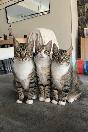 Libra, Celine und Leon liebenswertes  Trio sucht gechillte Familie