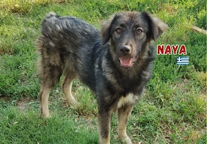 Naya, 11 24 - freundlicher Sonnenschein sucht Familie