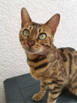 Bengalkatze