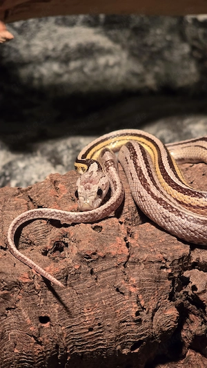 Besondere Kornnatter (Tessera) in gute Hände abzugeben   inkl. Maß-Terrarium