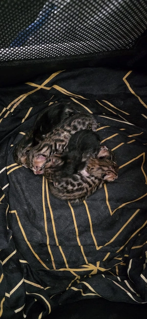 Bengal Kitten mit Stammbaum suchen ein liebevolles Zuhause auf Lebenszeit