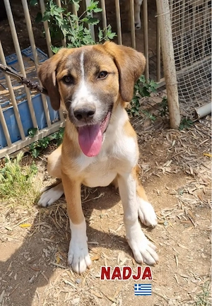 Nadja, 12 24 - aktive, liebe Junghündin sucht ihre Familie