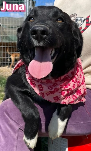 Juna, 10 24 - keckes Mädel sucht ihre Menschen