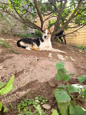 Buddy sucht ein neues Zuhause 