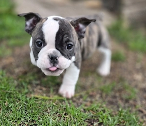 New English Bulldog 