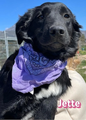 Jette, 10 25 - sanfte junge Hündin sucht ihre Familie