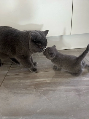 Reinrassige BKH Kitten  2 kitten frei 