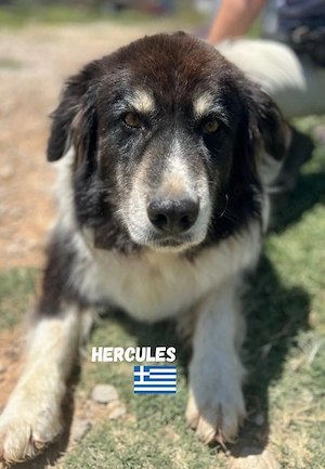 Herkules, 05 20 - Liebevolles Bärchen sucht ein Stückchen Glück