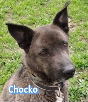 Chocko, 01 22 - Familienhund sucht 2te Chance