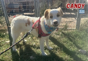 Candy, 10 22 - Familienhündin sucht 2te Chance