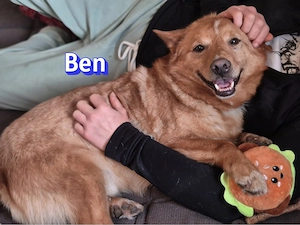 Ben, 01 21 - lustiger Sonnenschein wartet in 91413 Unternesselbach