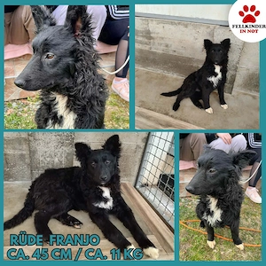 Aktiver kroatischer Schäferhund Mischling Franjo sucht seine Menschen