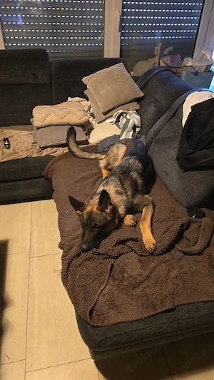 Schäferhund sucht liebevolles Zuhause