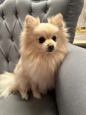 Pomeranian  Zwergspitz Hündin  Bild 4