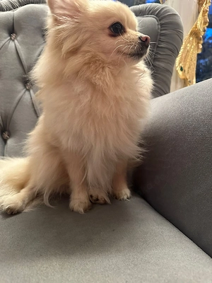 Pomeranian  Zwergspitz Hündin  Bild 3