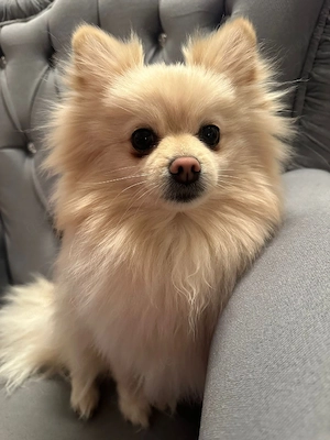 Pomeranian  Zwergspitz Hündin  Bild 2