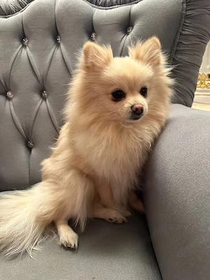 Pomeranian  Zwergspitz Hündin  Bild 5