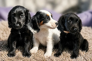 Cocker Toy Shepherd Welpen suchen ihr Traum Zuhause