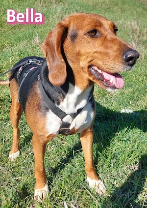 Bella, 12 23 - süßer Sonnenschein sucht ihre Familie