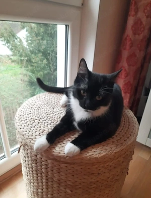 Musti - Freundliches Katzenmädel sucht verschmuste Familie