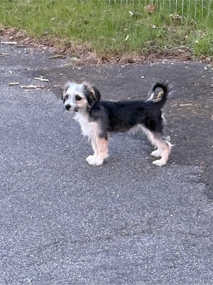 Havaneser Welpe (Mädchen)