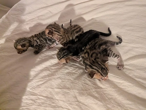 Bengal Kitten mit Stammbaum suchen ein liebevolles Zuhause auf Lebenszeit Bild 3