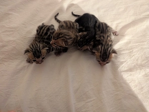 Bengal Kitten mit Stammbaum suchen ein liebevolles Zuhause auf Lebenszeit Bild 2